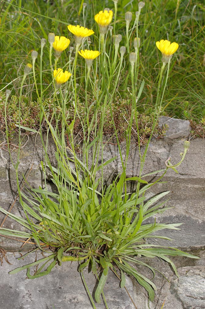 Hieracium staticifolium / Sparviere con le foglie di statice